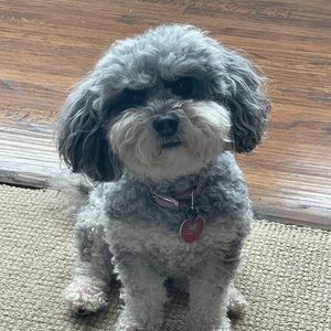 Meet your Posher, Allie